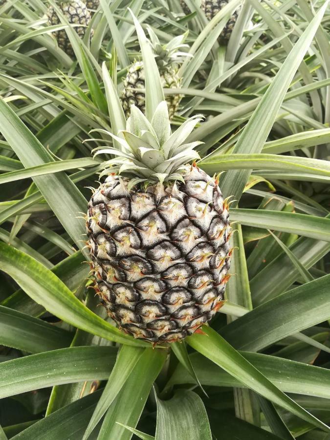 Pineapple Studio Ponta Delgada Exterior foto
