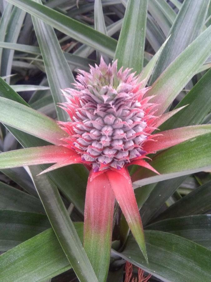 Pineapple Studio Ponta Delgada Exterior foto